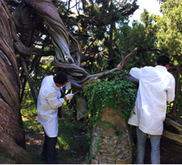 古樹名木復(fù)壯